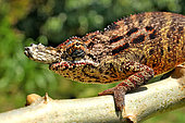 Lesser chameleon (Furcifer minor) male on a branch, Centre Madagascar