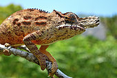 Lesser chameleon (Furcifer minor) male on a branch, Centre Madagascar