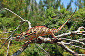Lesser chameleon (Furcifer minor) male on a branch, Centre Madagascar