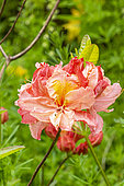 Azalea, Rhododendron 'Cecile', flower