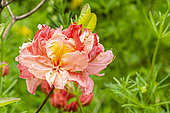 Azalea, Rhododendron 'Cecile', flower