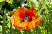 Oriental Poppy, Papaver orientale Nana 'Allegro', flower