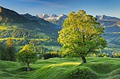 Sycamore maple in front of snow-covered Churfirsten at sunrise in mountain spring near Ennetbühl in Toggenburg, Canton St. Gallen, Switzerland, Europe