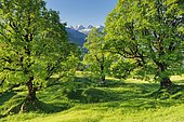 Sycamore maple grove in mountain spring with snow-capped Churfirsten peaks in the background, near Ennetbühl in Toggenburg, Canton St. Gallen, Switzerland, Europe