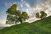 Two gnarled, old sycamores in mountain spring at sunset in the backlight, near Ennetbühl in Toggenburg, Canton St. Gallen, Switzerland, Europe