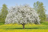 Solitary standing, white flowering apple tree in the midst of yellow flowering buttercups, near Uster in the Zurich Oberland, Canton Zurich, Switzerland, Europe