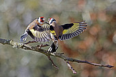 Goldfinch (Carduelis carduelis) fighting between two goldfinches landing on a branch, Gers, France.
