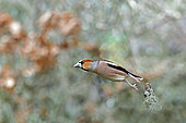 Hawfinch (Coccothraustes coccothraustes) male flying off a pole, Gers, France.