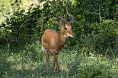 Male impala (Aepyceros melampus), Lake Manyara National Park, Tanzania.