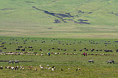 Maasai with their cattle in the Ngorongoro Conservation Area, Tanzania.