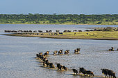 Blue wildebeest (Connochaetes taurinus) crossing the lake Ndutu, Ndutu Conservation Area, Serengeti, Tanzania.