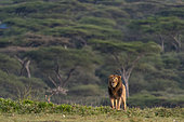 Lion (Panthera leo), Ndutu Conservation Area, Serengeti, Tanzania.
