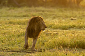 Lion (Panthera leo), Ndutu Conservation Area, Serengeti, Tanzania.