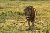 Lion (Panthera leo), Ndutu Conservation Area, Serengeti, Tanzania.