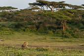 Cheetah (Acinonyx jubatus), Ndutu Conservation Area, Serengeti, Tanzania.