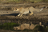 Cheetah (Acinonyx jubatus), Ndutu Conservation Area, Serengeti, Tanzania.