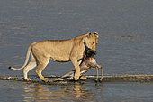 A lioness (Panthera leo) brings to the lake shore a fresly hunted impala calf (Aepyceros melampus), Ndutu Conservation Area, Serengeti, Tanzania.