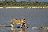 A lioness (Panthera leo) brings to the lake shore a fresly hunted impala calf (Aepyceros melampus), Ndutu Conservation Area, Serengeti, Tanzania.