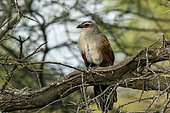 White-browed coucal (Centropus superciliosus) perching on a tree, Ndutu Conservation Area, Serengeti, Tanzania.
