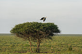 Secretarybird (Sagittarius serpentarius) taking off from the nest, Ndutu Conservation Area, Serengeti, Tanzania.