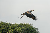 Secretarybird (Sagittarius serpentarius) taking off from the nest, Ndutu Conservation Area, Serengeti, Tanzania.
