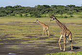 Two Masai giraffes (Giraffa camelopardalis tippelskirchi) walking, Ndutu Conservation Area, Serengeti, Tanzania.