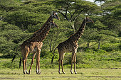 Two Masai giraffes (Giraffa camelopardalis tippelskirchi), Ndutu Conservation Area, Serengeti, Tanzania.
