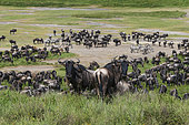Blue wildebeest (Connochaetes taurinus) grazing, Ndutu Conservation Area, Serengeti, Tanzania.