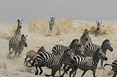 Common zebras (Equus quagga), Ndutu Conservation Area, Serengeti, Tanzania.