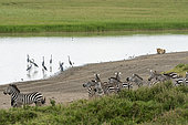 Two lioness (Panthera leo) watching a common zebras (Equus quagga) approaching a waterhole, Ndutu Conservation Area, Serengeti, Tanzania.
