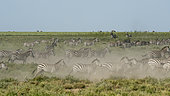Common zebras (Equus quagga), Ndutu Conservation Area, Serengeti, Tanzania.