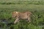Lion (Panthera leo) walking in the mud, Ndutu Conservation Area, Serengeti, Tanzania.