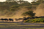 Gnous à queue noire (Connochaetes taurinus) dans un nuage de poussière au coucher du soleil,, zone de conservation de Ndutu, Serengeti, Tanzanie.