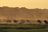 Hyène tachetée (Crocura crocuta) chassant des Gnous à queue noire (Connochaetes taurinus) dans un nuage de poussière au coucher du soleil, zone de conservation de Ndutu, Serengeti, Tanzanie.