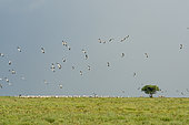 White storks (Ciconia ciconia) in flight, Ndutu Conservation Area, Serengeti, Tanzania.