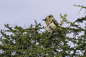 D'Arnaud's barbet (Trachyphonus darnaudii), Ndutu Conservation Area, Serengeti, Tanzania.