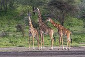 Masai giraffes (Giraffa camelopardalis tippelskirchi), Ndutu Conservation Area, Serengeti, Tanzania.