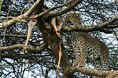 Leopard (Panthera pardus), Ndutu Conservation Area, Serengeti, Tanzania.
