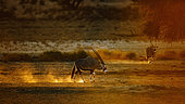 South African Oryx (Oryx gazella) walking in sand at sunset in Kgalagadi transfrontier park, South Africa