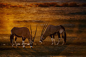 Two South African Oryx (Oryx gazella) drinking in waterhole at sunset in Kgalagadi transfrontier park, South Africa