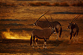 Three South African Oryx (Oryx gazella) in waterhole at sunset in Kgalagadi transfrontier park, South Africa