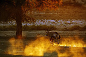South African Oryx (Oryx gazella) running in sand at sunset in Kgalagadi transfrontier park, South Africa