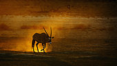 South African Oryx (Oryx gazella) walking in sand at sunset in Kgalagadi transfrontier park, South Africa