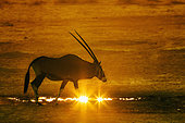 Oryx gazelle (Oryx gazella) marchant dans le sable au coucher du soleil, Kgalagadi, Afrique du Sud