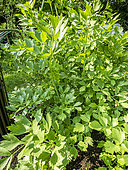 Lovage, Levisticum officinale, foliage
