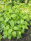 Lemon balm, Melissa officinalis, foliage