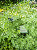 Absinthium, Artemisia absinthium, foliage