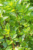 Mint, Mentha piperita citrata 'Eau de Cologne', foliage