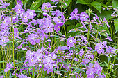 Smooth Phlox 'Bill Baker', Phlox carolina 'Bill Baker', flowers