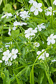 Cranesbill, Geranium maculatum 'Album', flowers